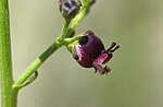 Miniatura para Scrophularia canina