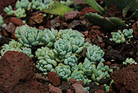 Sedum perezdelarosae