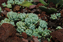 Sedum perezdelarosae