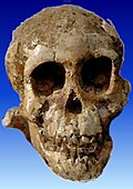El esqueleto de niño afarensis, de unos tres años, conocido como Selam es el más completo de los encontrados anteriores a Homo neandethalensis. Vivió hace más de 3 millones de años.