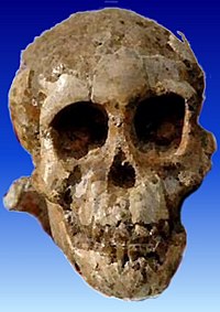 200px-SelamAustralopithecus.jpg