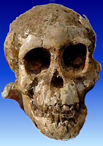 Oria ke Australopithecus afarensis