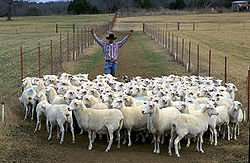 Les moutons ont un instinct grégaire développé.