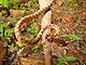 The Ceylonese Cat Snake (Boiga ceylonensis).JPG