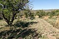 The apple orchard at the historic Los Luceros property