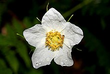 R. parviflorus flower Thimbleberry flower (Rubus parviflorus).jpg