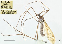 Tipula (Vestiplex) scandens