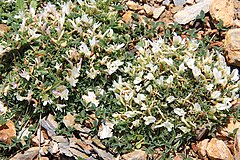 Description de l'image Trifolium uniflorum pm.jpg.