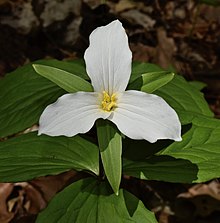 Trillium grandiflorum в Backus Woods.jpg