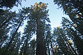 Riesenmammutbäume in Tuolumne Grove