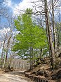 シエーナ県のFagus sylvatica