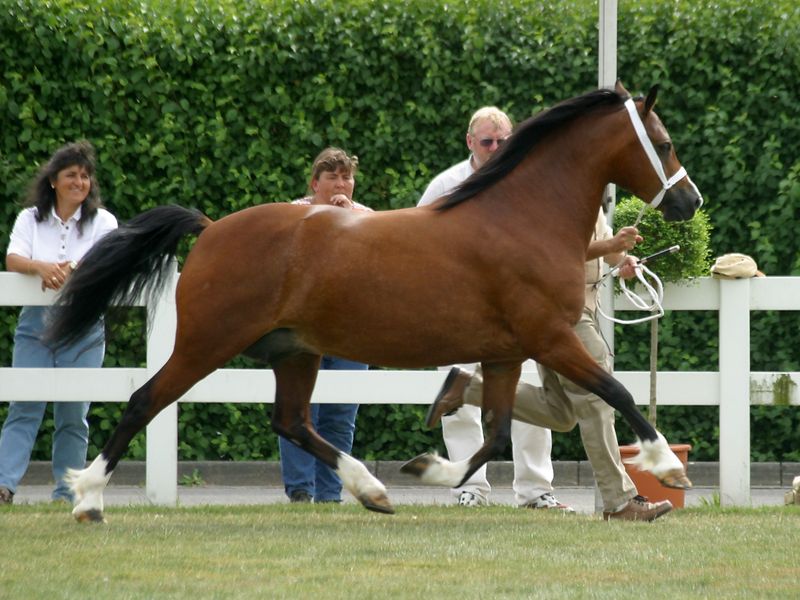 File:Welsh-C-Trot.jpg