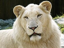 http://upload.wikimedia.org/wikipedia/commons/thumb/e/e7/White_Lion.jpg/220px-White_Lion.jpg