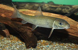 Valkoimukarppi (Catostomus commersonii)