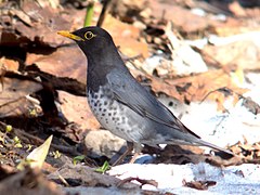 ♂ Turdus cardis