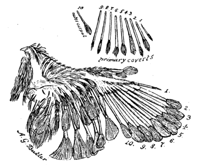 Wing