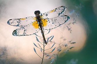 «Кришталеві крила». Бабка звичайна (лат. Sympetrum vulgatum), Пуща-Водицький лісопарк, Київ, акож найкраще фото Києва © Сергій Мірошник