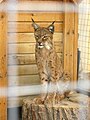 Молодая обыкновенная рысь (Lynx lynx), вид внесён в Красную книгу МСОП и в Красную книгу Республики Беларусь