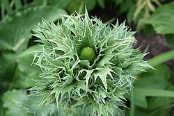 Eryngium giganteum