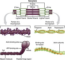 The action of myosin along the actin filaments causes the shortening and lengthening of the sarcomere; responsible for muscle contraction and relaxation, respectively. 1003 Thick and Thin Filaments.jpg