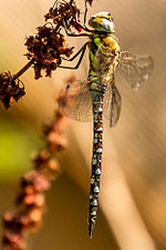 Migrant hawker, Aeshna mixta, has the long, slender abdomen of aeshnid dragonflies. A migrant hawker dragonfly.jpg