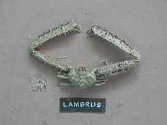 Lambrus sp.