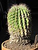 Acanthocalycium