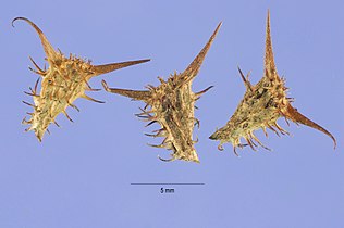 Seeds of Acanthospermum hispidum