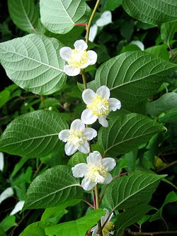 Actinidia polygama.JPG