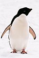 Adeliepinguin-01.jpg