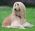 Thumbnail for Afghan Hound