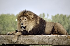 African Lion Safari BRK5021 (19804147642).jpg