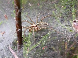 Το είδος Agelena labyrinthica