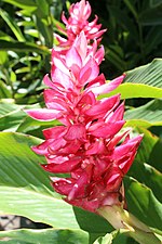 Miniatura para Alpinia purpurata