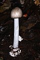 参考　Amanita arocheae