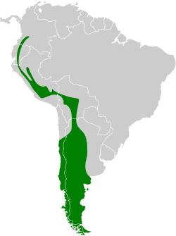 Distribución geográfica del cachudito piquinegro.