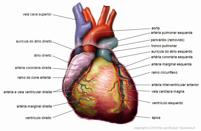 Ficheiro:Anatomy Heart Portuguese Tiesworks.png
