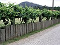 Vignes basses à Arcozelo, Ponte de Lima