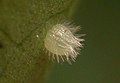 Butterfly Eggs are fixed to a leaf with a special glue which hardens rapidly. As it hardens it contracts, deforming the shape of the egg. This glue is easily seen surrounding the base of every egg. Eggs are usually laid on plants.