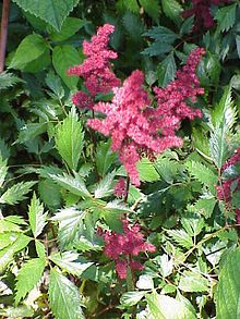 Õitsev kähar astilbe