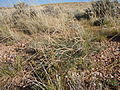 Miniatura para Astragalus gracilis