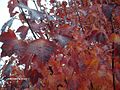 Autumn Blaze Maple Foliage.jpg