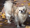 Bailey Pekingese.jpg