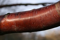 Betula-albosinensis-septentrionalis-bark-young-branch.jpg