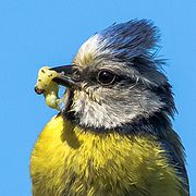 Image d'une mésange tenant une chenille dans le bec sur fond bleu.