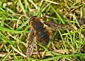 Bombylius discolor - entomart - 01. jpg