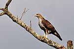 Aigle de Bonelli.