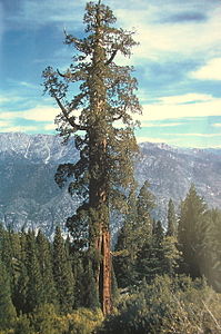 Boole, the 6th largest giant sequoia in the world.