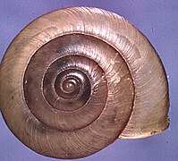 An apical view of a brown shell