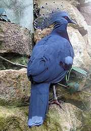 Merpati jambul Victoria Goura victoria di kebun binatan